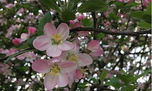 008白菜网(2021白菜网)