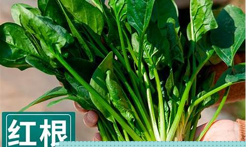 送彩金的网站：菠菜地址大全(菠菜种植基地)